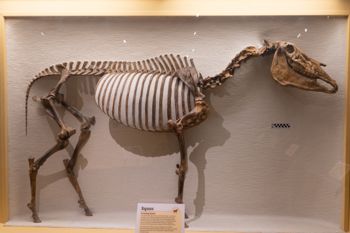 Media type: image;   Vertebrate Paleontology VPM-17677 Description: Photograph of the skeleton in right lateral view of MCZ VPM-17677. On exhibit in the HMNH Cenozoic Mammal Hall.;  Aspect: lateral